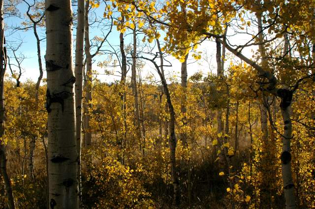 20070927FallColor6024