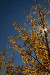 20070927FallColor5599