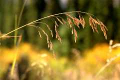 20070927FallColor5681