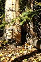 20070927FallColor5787