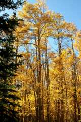 20070927FallColor5987