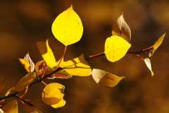 20070927FallColor5989