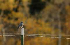 20070928Fallcolor6616
