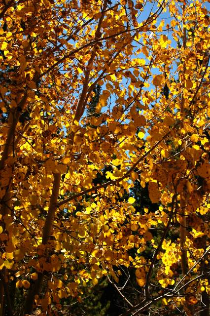 20070927FallColor5611