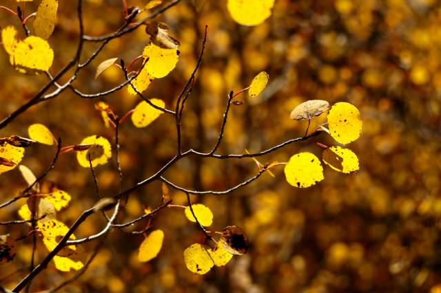 20070927FallColor5697
