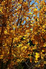 20070927FallColor5611