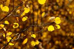 20070927FallColor5697