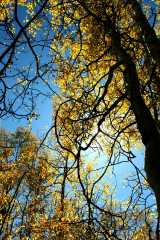 20070927FallColor5762