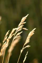 20070928Fallcolor6543
