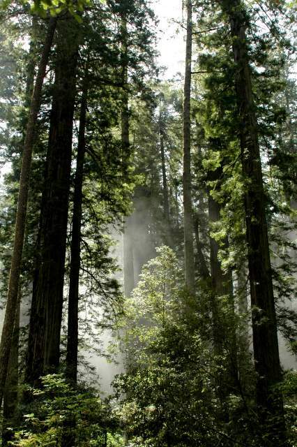 000-20060518Redwoods0220
