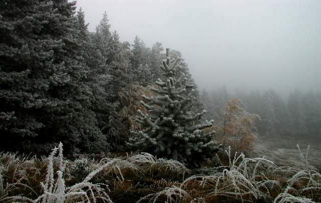 012-EarlyFrost