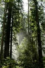 000-20060518Redwoods0220