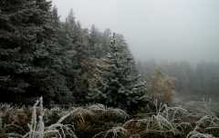 012-EarlyFrost