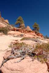 20080317Zion0137