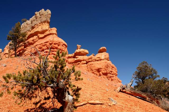 20080318RedCanyon1393