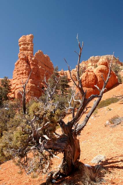 20080318RedCanyon1404