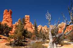 20080318RedCanyon1288