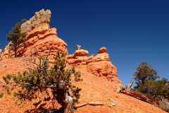 20080318RedCanyon1393