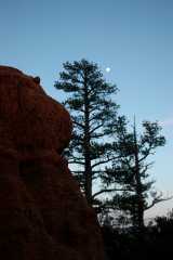 20080318RedCanyon1690