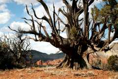 20080320KodachromeBasin2601
