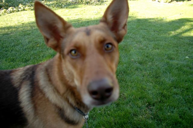 20080916Dudley6526