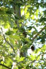 20080916Dudley6497