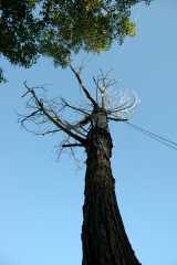 20080916Dudley6528