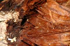 20080916Dudley6537