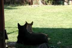 20080916Dudley6561