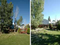 20080916Dudleytree-notree