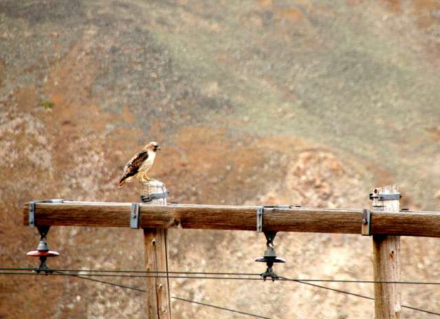 20080918MosquitoGulch7024