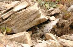 20080918MosquitoGulch7022