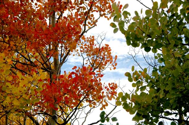 20080922FallColor7342