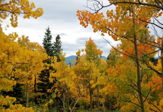 20080922FallColor7351