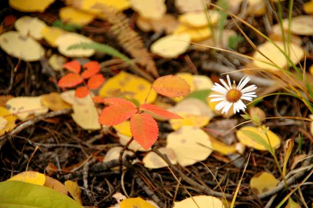 20080922FallColor7356