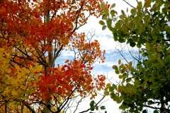 20080922FallColor7342