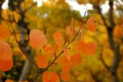 20080922FallColor7349