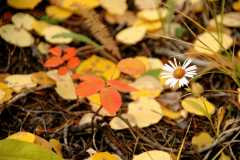 20080922FallColor7356