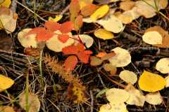 20080922FallColor7359