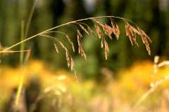 0920070927FallColor5681