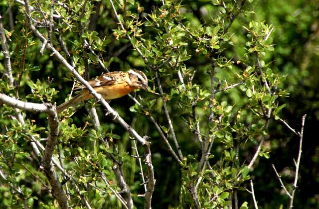 20090616Roxborough0350
