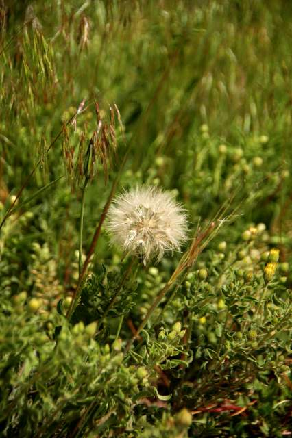 20090616Roxborough0367