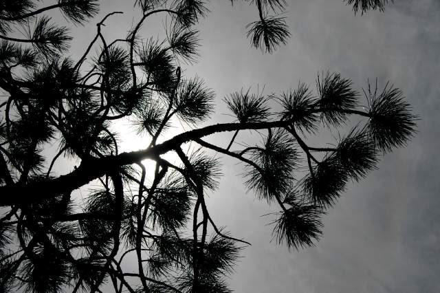 20090616Roxborough0419