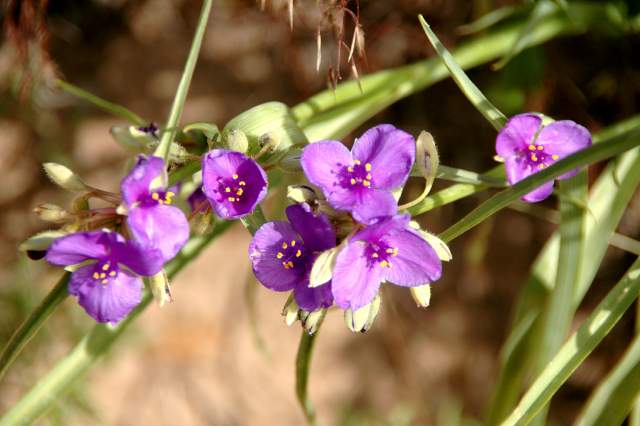 20090616Roxborough0506