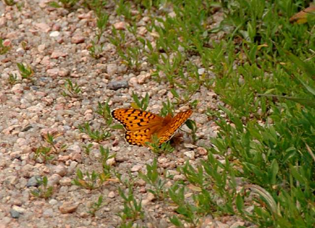 20090616Roxborough0551