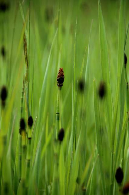 20090616Roxborough0557
