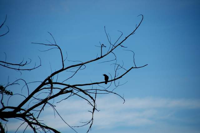 20090616Roxborough0562