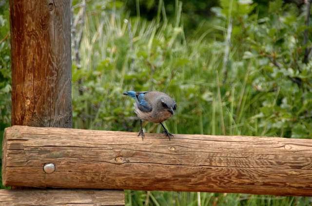 20090616Roxborough0641