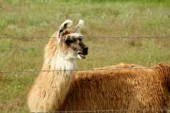 20090616Roxborough0277