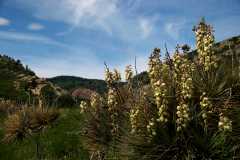 20090616Roxborough0323